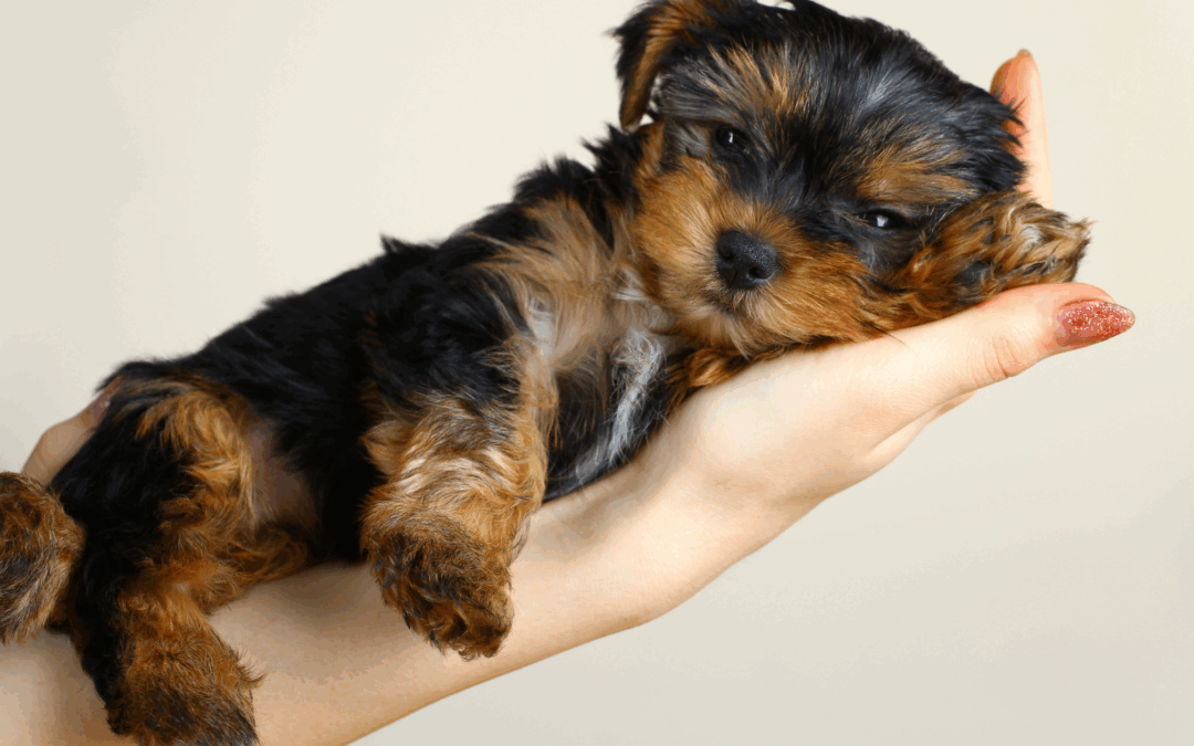 La nutrition du chiot en croissance
