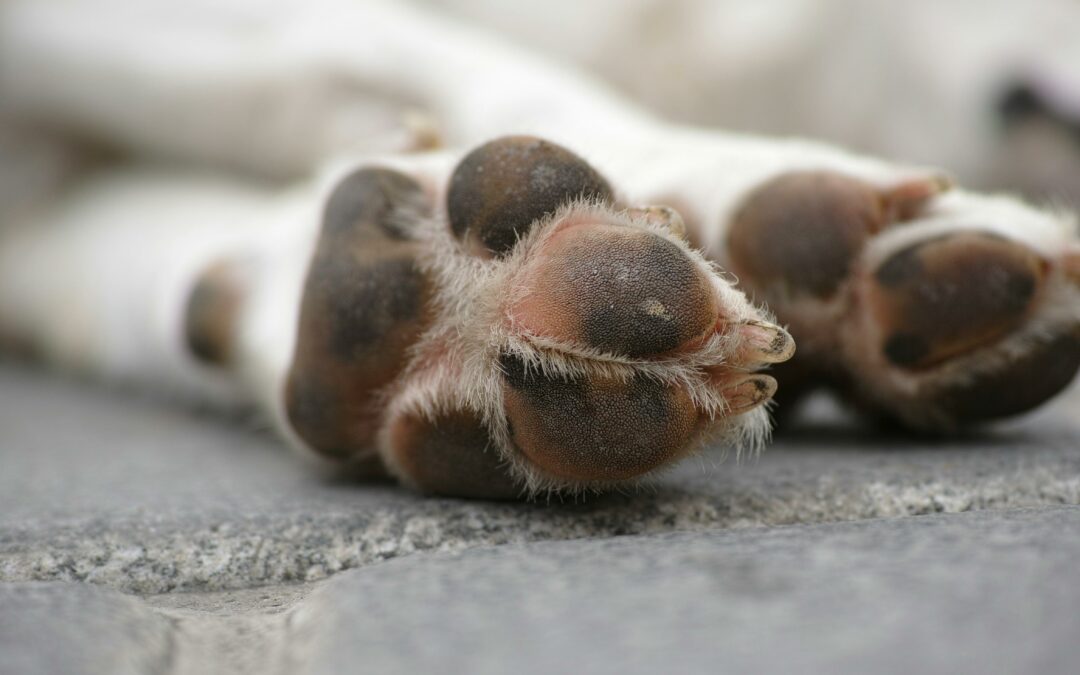 Les besoins nutritionnels du chien peuvent-il être comparés à ceux des humains ?