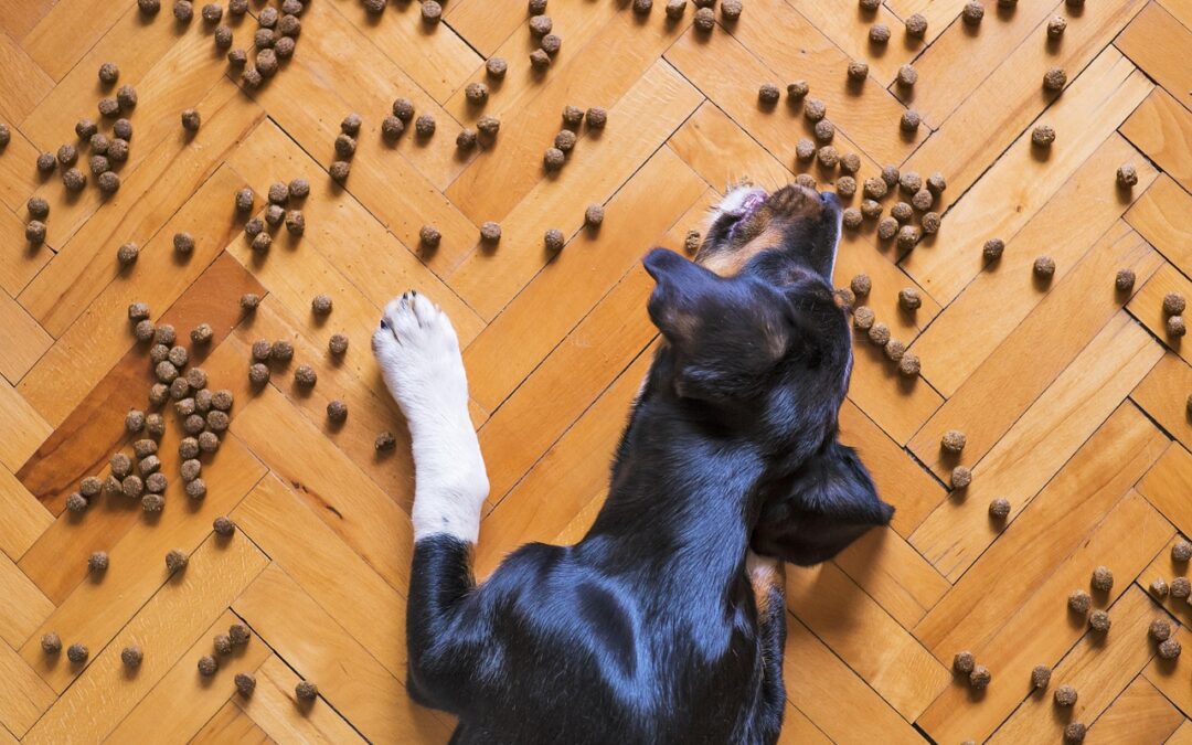 Devriez-vous nourrir votre chien une fois par jour ?